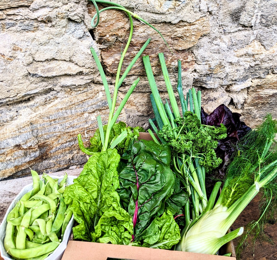 Der Frühsommer bringt unter anderem Zuckererbsen, Knollenfenchel, Jungzwiebel, Salate, Mangold, Jungknoblauch und Kräuter.