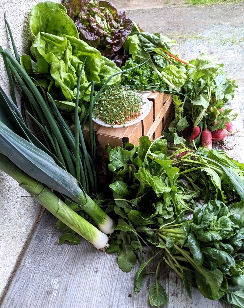 Im Frühling ist viel Blattgemüse im Anteil - Salate, Rukola, Asiasalat, Mangold, Kresse, Radieschen, Lauch, Jungzwiebel und Kräuter zum Beispiel. Die genauen Sorten wechseln jede Woche ein wenig.