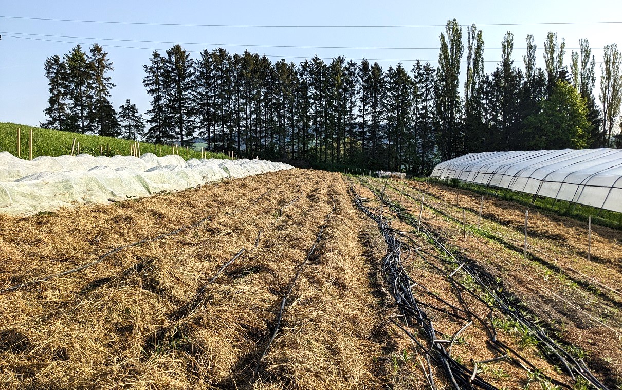 Am Gemüsefeld haben wir einen großen Folientunnel und etwa 4000 m2 Gemüsefläche. Im Folientunnel fühlen sich die Sommer-Fruchtgemüse sehr wohl (Tomaten, Gurken, Auberginen und Paprika), im Freiland machen wir verschiedene Schläge mit Fruchtwechsel für die Bodengesundheit, eine gute Nährstoffversorgung und zur Prävention von Krankheiten.